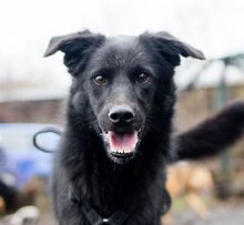 FLOSSY, Hund, Mischlingshund in Rumänien - Bild 1