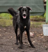 FLOSSY, Hund, Mischlingshund in Rumänien - Bild 2