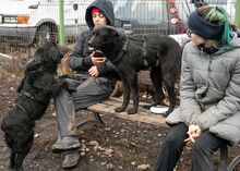 FLOSSY, Hund, Mischlingshund in Rumänien - Bild 4