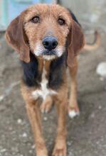 ELKA, Hund, Mischlingshund in Griechenland - Bild 1