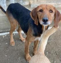 ELKA, Hund, Mischlingshund in Griechenland - Bild 2