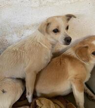 CAPRI, Hund, Mischlingshund in Griechenland - Bild 3