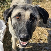 ALELA, Hund, Mischlingshund in Griechenland - Bild 1