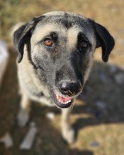 ALELA, Hund, Mischlingshund in Griechenland - Bild 2