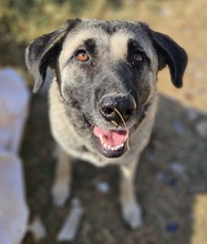 ALELA, Hund, Mischlingshund in Griechenland - Bild 3