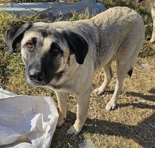 ALELA, Hund, Mischlingshund in Griechenland - Bild 5