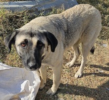 ALELA, Hund, Mischlingshund in Griechenland - Bild 6