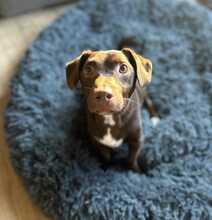 BRUNO, Hund, Mischlingshund in Wanna - Bild 1