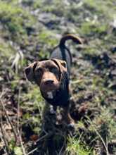 BRUNO, Hund, Mischlingshund in Wanna - Bild 10