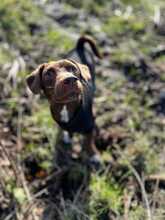 BRUNO, Hund, Mischlingshund in Wanna - Bild 2