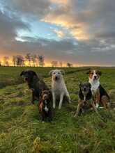 BRUNO, Hund, Mischlingshund in Wanna - Bild 6