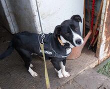 ZOKNI, Hund, Shar Pei-Mix in Ungarn - Bild 4