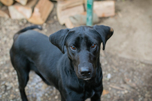 KALIA, Hund, Mischlingshund in Kroatien - Bild 5