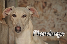 FHANDANGO, Hund, Galgo Español in Herxheimweyher - Bild 1