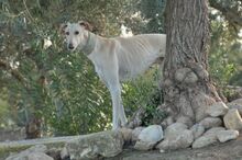 FHANDANGO, Hund, Galgo Español in Herxheimweyher - Bild 2