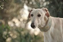 FHANDANGO, Hund, Galgo Español in Herxheimweyher - Bild 3