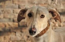 FHANDANGO, Hund, Galgo Español in Herxheimweyher - Bild 5