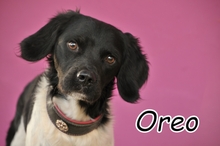 OREO, Hund, Epagneul Breton in Essingen - Bild 1