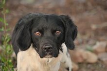 OREO, Hund, Epagneul Breton in Essingen - Bild 4