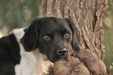 OREO, Hund, Epagneul Breton in Essingen - Bild 6