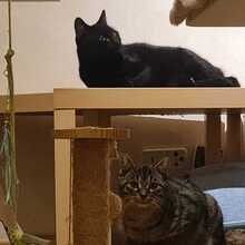 HONEY, Katze, Europäisch Kurzhaar in Lampertheim - Bild 6