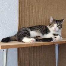 MOMO, Katze, Europäisch Kurzhaar in Köln - Bild 3