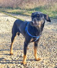 LUNA, Hund, Mischlingshund in Burgdorf