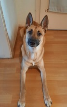 GYPSY, Hund, Malinois-Siberian Husky-Mix in Lehrte