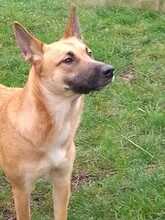 GYPSY, Hund, Malinois-Siberian Husky-Mix in Lehrte - Bild 2