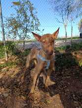 ALTEA2, Hund, Podenco in Spanien - Bild 1