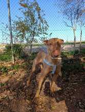 ALTEA2, Hund, Podenco in Spanien - Bild 2