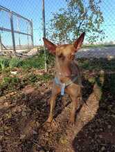 ALTEA2, Hund, Podenco in Spanien - Bild 4