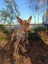 ALTEA2, Hund, Podenco in Spanien - Bild 5