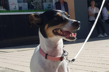 LOTTA, Hund, Bodeguero Andaluz-Mix in Eppstein - Bild 10