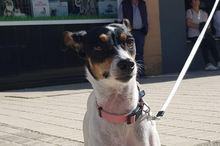 LOTTA, Hund, Bodeguero Andaluz-Mix in Eppstein - Bild 2