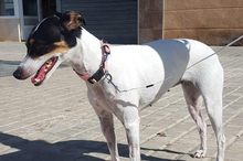 LOTTA, Hund, Bodeguero Andaluz-Mix in Eppstein - Bild 3