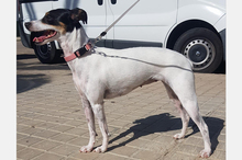 LOTTA, Hund, Bodeguero Andaluz-Mix in Eppstein - Bild 4