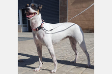 LOTTA, Hund, Bodeguero Andaluz-Mix in Eppstein - Bild 5