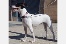 LOTTA, Hund, Bodeguero Andaluz-Mix in Eppstein - Bild 6