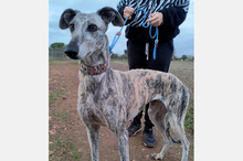 HISPANIA, Hund, Galgo Español in Spanien