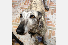 HISPANIA, Hund, Galgo Español in Spanien - Bild 2