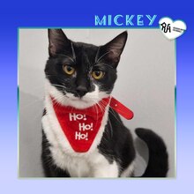 MICKEY, Katze, Hauskatze in Bulgarien - Bild 1