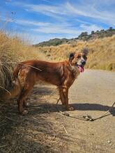 BANDITO, Hund, Mischlingshund in Spanien - Bild 3