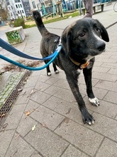 SCOTTY, Hund, Mischlingshund in Berlin - Bild 8