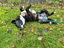 SCOTTY, Hund, Mischlingshund in Berlin - Bild 9