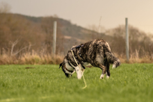 SUGAR, Hund, Mischlingshund in Einbeck - Bild 2