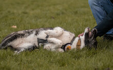 SUGAR, Hund, Mischlingshund in Einbeck - Bild 6