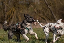 SUGAR, Hund, Mischlingshund in Einbeck - Bild 7