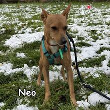 NEO, Hund, Mischlingshund in Donzdorf - Bild 2