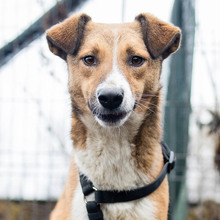 MUZA, Hund, Mischlingshund in Rumänien - Bild 1